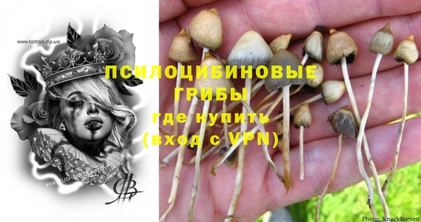 apvp Алзамай