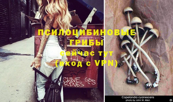 apvp Алзамай