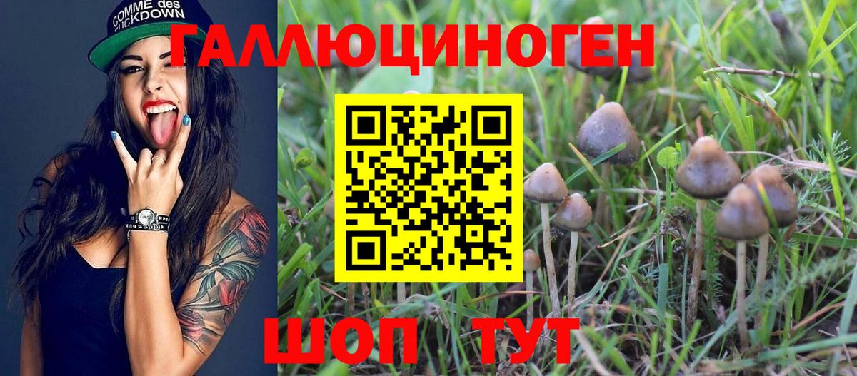 Псилоцибиновые грибы Psilocybe  Вход с VPN  Апатиты 